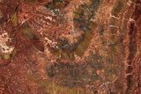Polished Petrified Wood (Araucarioxylon) - Arizona #352625-1